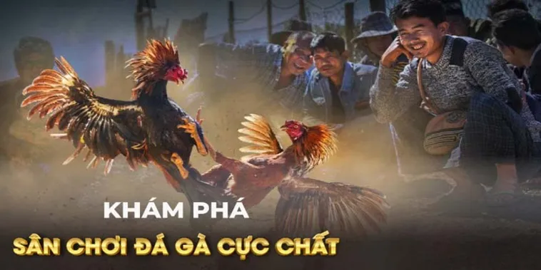 Tuyệt Chiêu Đặt Cược Đá Gà GA28 Tại AV88 Bất Bại Mọi Trận