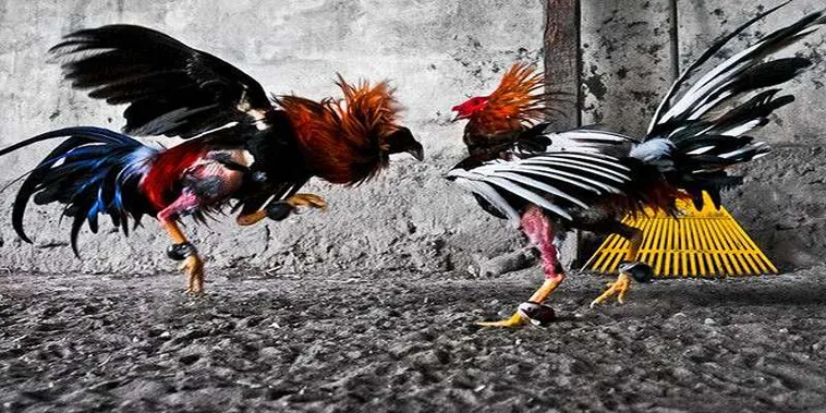Tuyệt Chiêu Đặt Cược Đá Gà GA28 Tại AV88 Bất Bại Mọi Trận