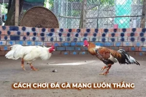 Bí Kíp Chinh Phục Đá Gà Sabong Tại AV88 Thắng Lớn Cực Nhanh