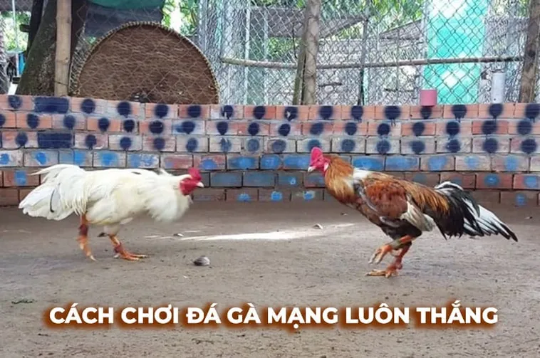 Bí Kíp Chinh Phục Đá Gà Sabong Tại AV88 Thắng Lớn Cực Nhanh